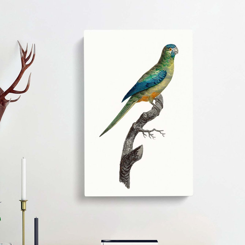 Ground Parakeet by F. Levaillant - Wrapped Canvas Painting, 60cm H x 40cm W x 3cm D