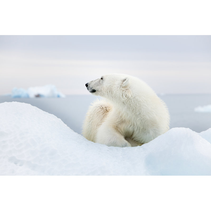 Beristain Polar Bear - Wrapped Canvas Print, 20cm H x 30cm W x 3.8cm D