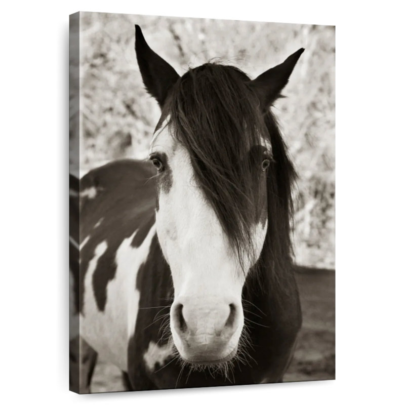 Brampt Pale Eyed Stallion, 24" H x 16" W