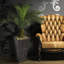 Grand palmier Panama Cycas en pot-1345796195