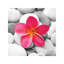 Zen Flower by PhotoINC Studio - Print on Canvas-42159384-101413496
