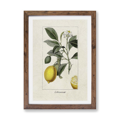 Illustration Of A Lemon Tree - Single Picture Frame Painting