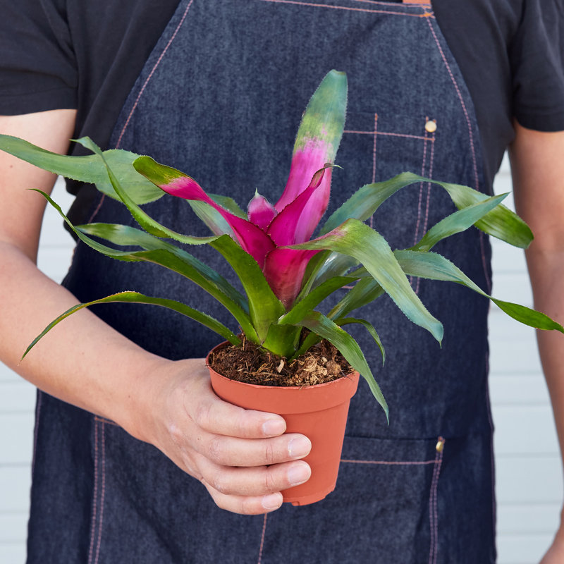 House Plant Shop Live Foliage Plant Low Maintenance Plant Rattan