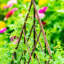 Treillis de saule extensible Willow-883399059-883399053