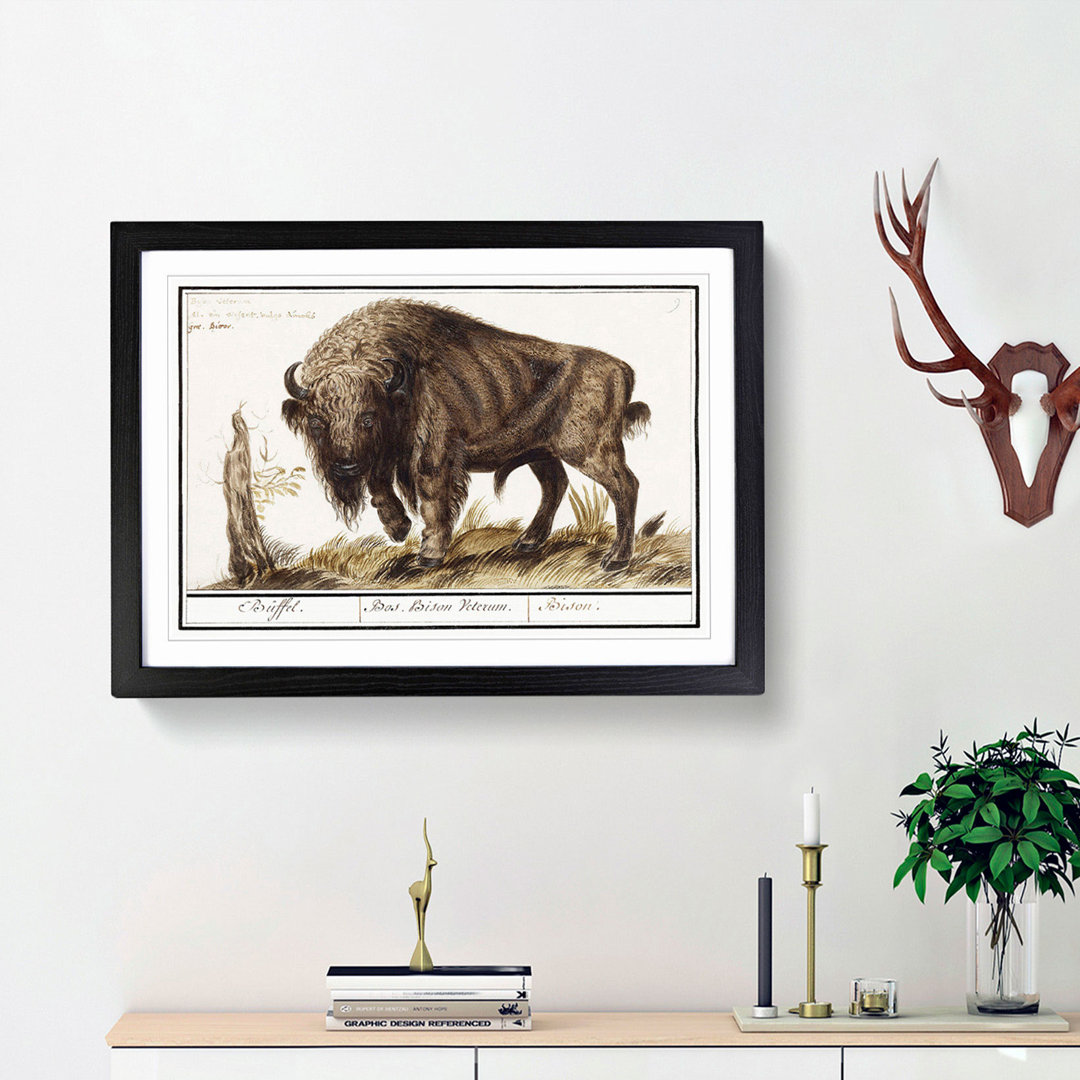 Bison by A.B. de Boodt - Picture Frame Art Print