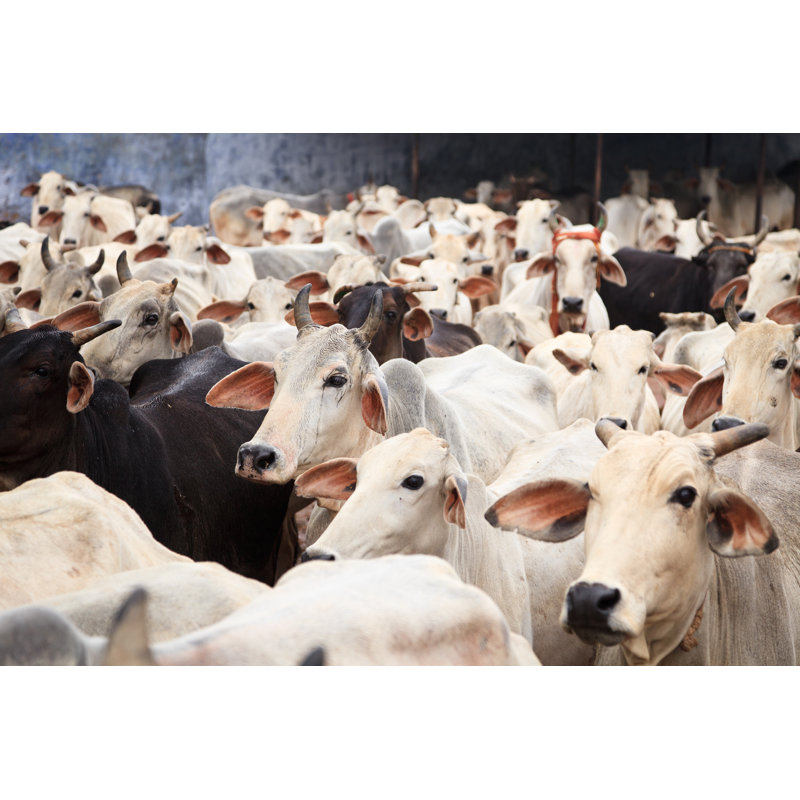 Troupeau de vaches indiennes par Nullplus, H 24 po x l 36 po