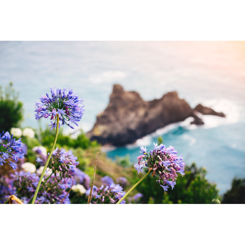 Flowers on Madeira Island 1 Piece Wrapped Canvas Wall Art, 30cm H x 46cm W x 3.8cm D