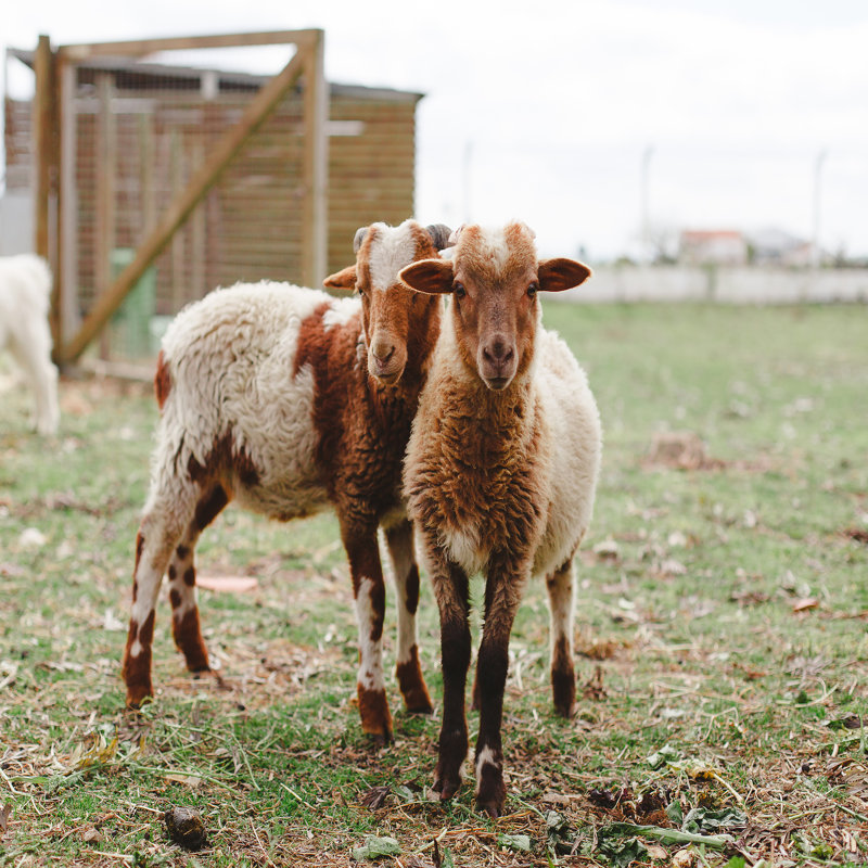 Compter les moutons, H 12 po x l 12 po