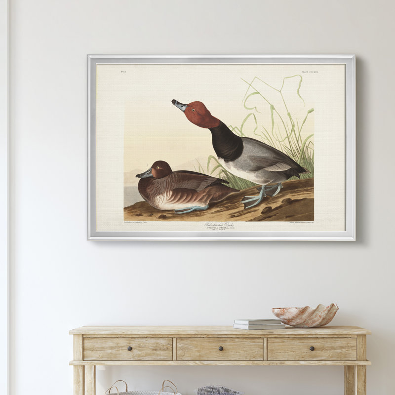 Red Headed Duck - reproduction d'art sur toile encadrée, Argent, H 22,5 po x l 30,5 po x P 1,5 po