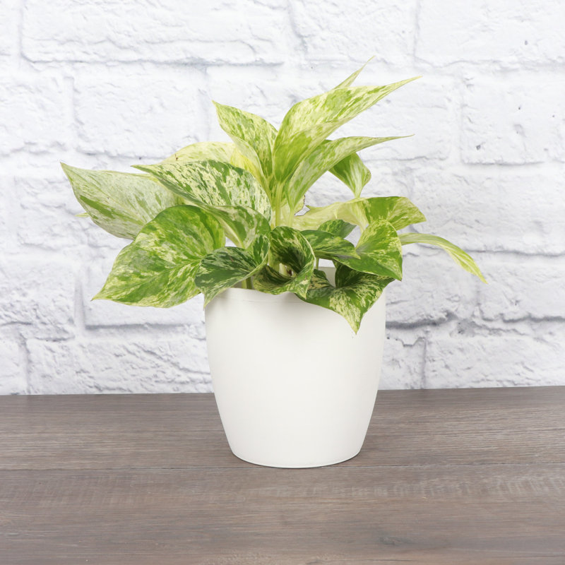 Marble Queen Pothos Plant in Pot, White