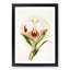 Magnolia Flowers Illustration Tab. 46 by Frederick Sander - Picture Frame Painting Print-55758912-55758914