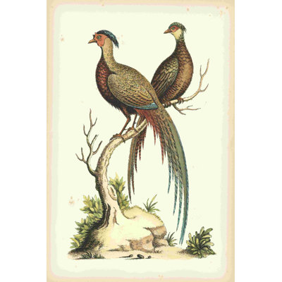 " Regal Pheasants II " by Sydenham Edwards