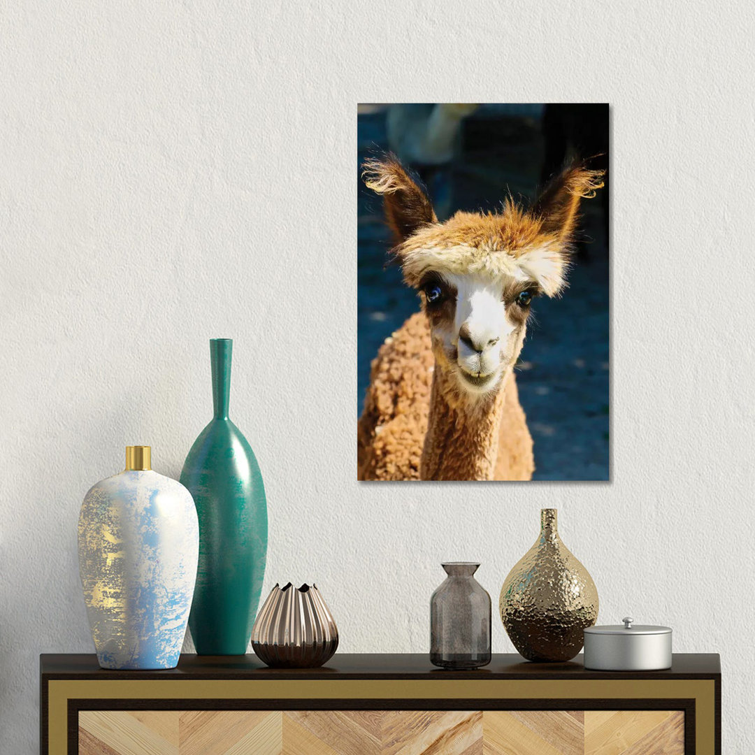 Happy Brown Alpaca von Susan Vizvary - Galerie-verpackte Leinwand Giclée