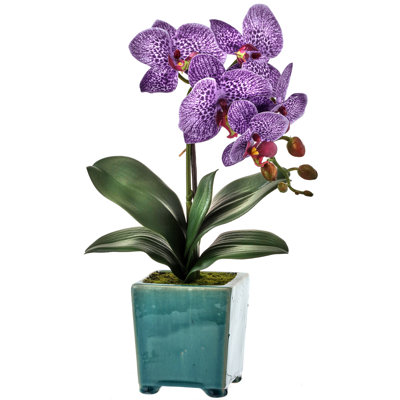 Orchids Arrangement in Pot