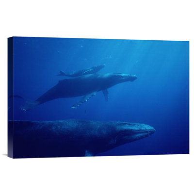 " Humpback Whale Mother And Calf With Male Escort In Foreground, Hawaii "