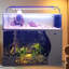 Aquarium 52-63 gallons-809642571