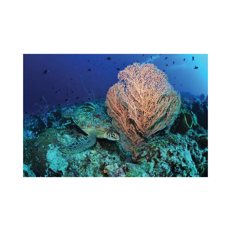 Green Sea Turtle Near A Pink Gorgonian Sea Fan, North Sulawesi 1 Piece Wrapped Canvas Wall Art