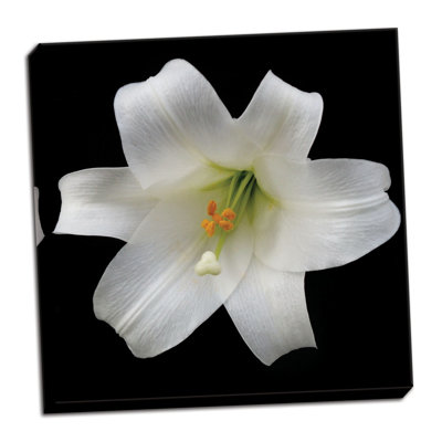« white lily », reproduction de photo sur toile tendue