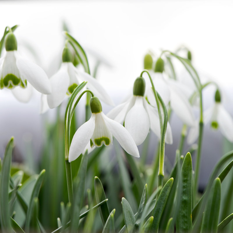 Snowdrop par - Photographie sur toile tendue, H 20 po x l 20 po