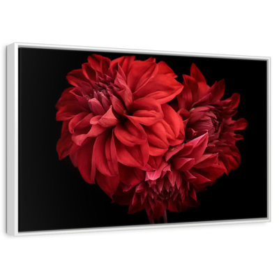 Dahlia rouge en fleurs