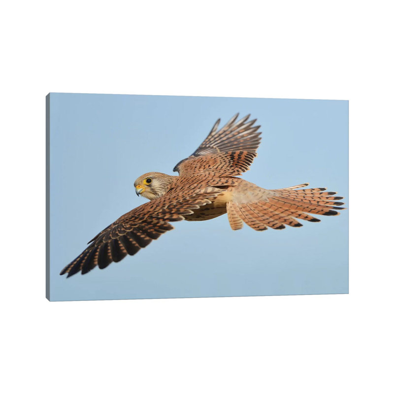 Lesser Kestrel In Flight by Elmar Weiss - Wrapped Canvas Print, 18" H x 26" W x 1.5" D