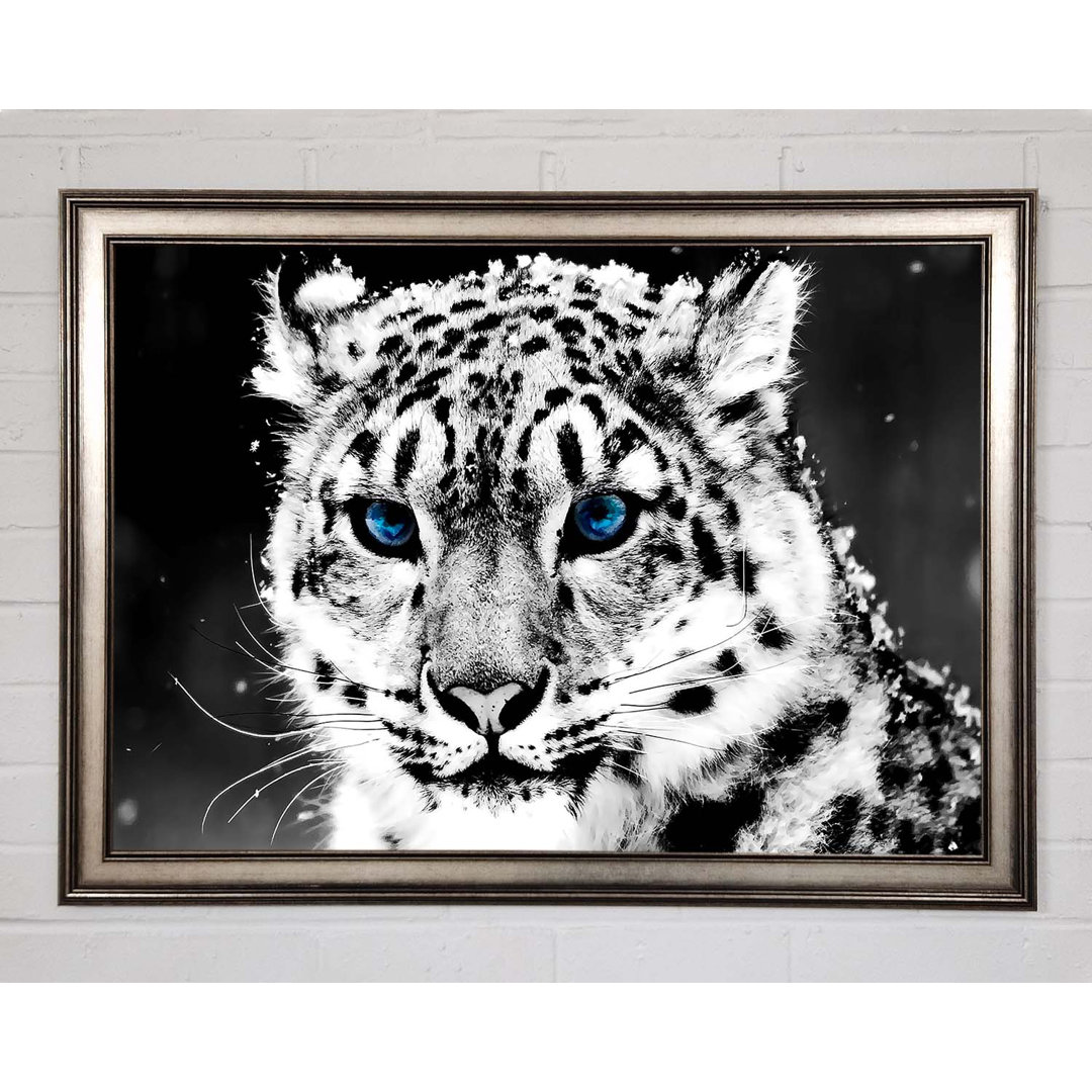 Snow Blue Eye Leopard - Einzelner Bilderrahmen Kunstdrucke