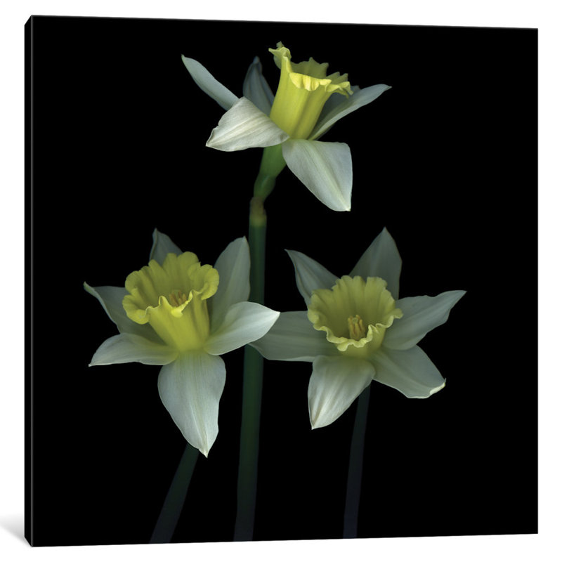 Trio des las trompetas, reproduction de photo sur toile tendue, H 12 po x l 12 po x P 0,75 po, Toile tendue, Pas de tapis