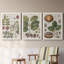 Exotic Botanique I - Ensemble de 3 peintures sur toile encadrées-595385047-595385051