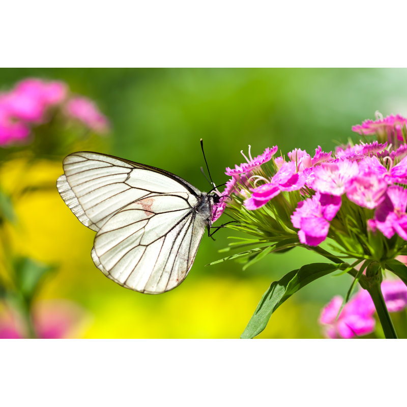 Graveline White Butterfly On Flowers - Wrapped Canvas Print, 61cm H x 91cm W x 3.8cm D