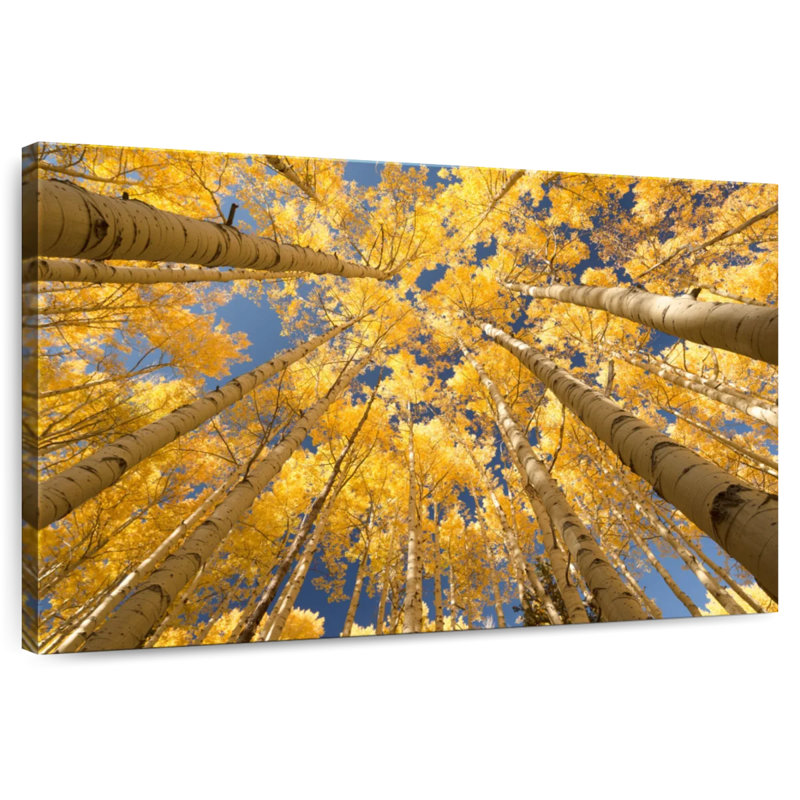 Harnek Golden Aspen Canopy, 34" H x 51" W