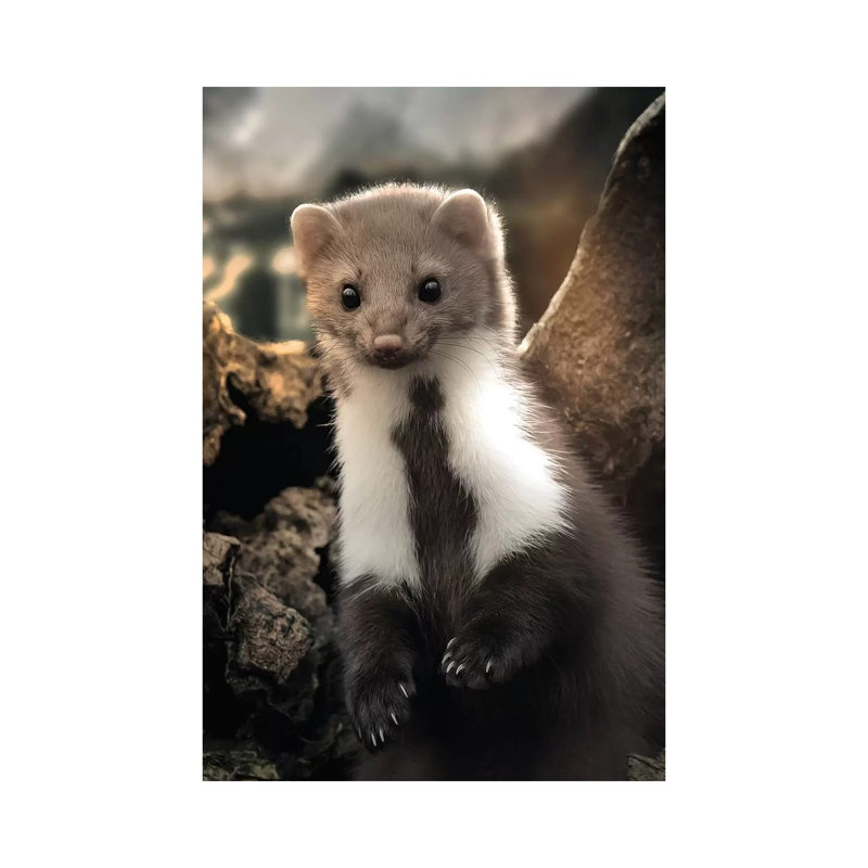 The Cute Weasel by Zenja Gammer - Print on Canvas, 20.32 cm H x 30.48 cm W, Wrapped Canvas