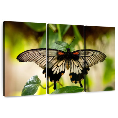 Brampt Monarch Butterfly