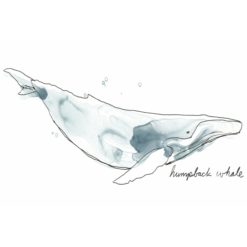 Cetacea Humpback 1 Piece Wrapped Canvas Painting, 30cm H x 46cm W