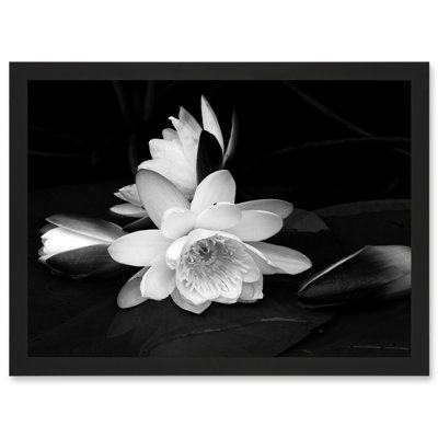 White Lilly Flower Bloom - Single Picture Frame Art Prints