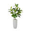 68.3'' Artificial Rubber Tree In A Tall Beige Fiberstone Planter