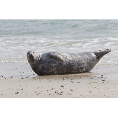 " Gray Seal "