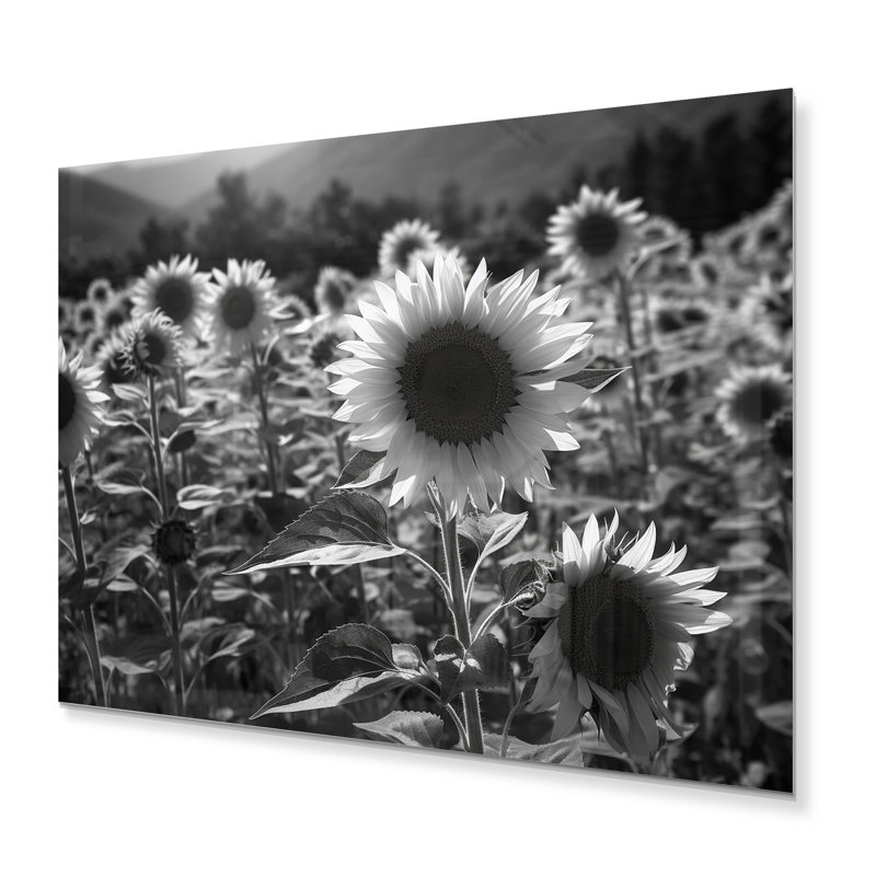 Tournesol noir et blanc classé II - impression sans cadre sur métal, H 12 po x l 20 po x P 1 po