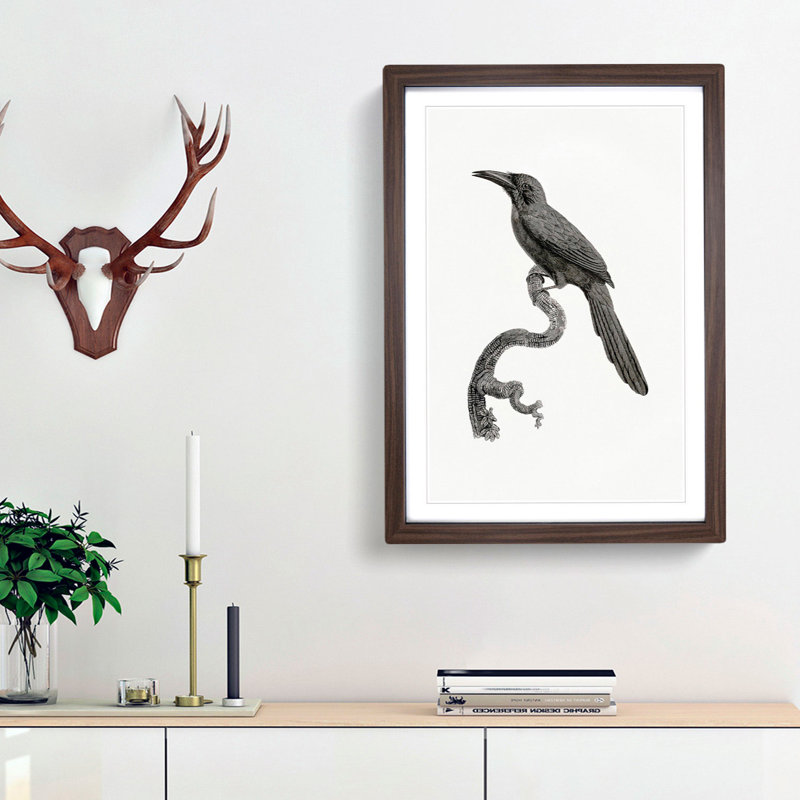 Jacamar Bird by Jacques Barraband - Picture Frame Drawing Print, 36cm H x 27cm W x 2cm D, Walnut Framed