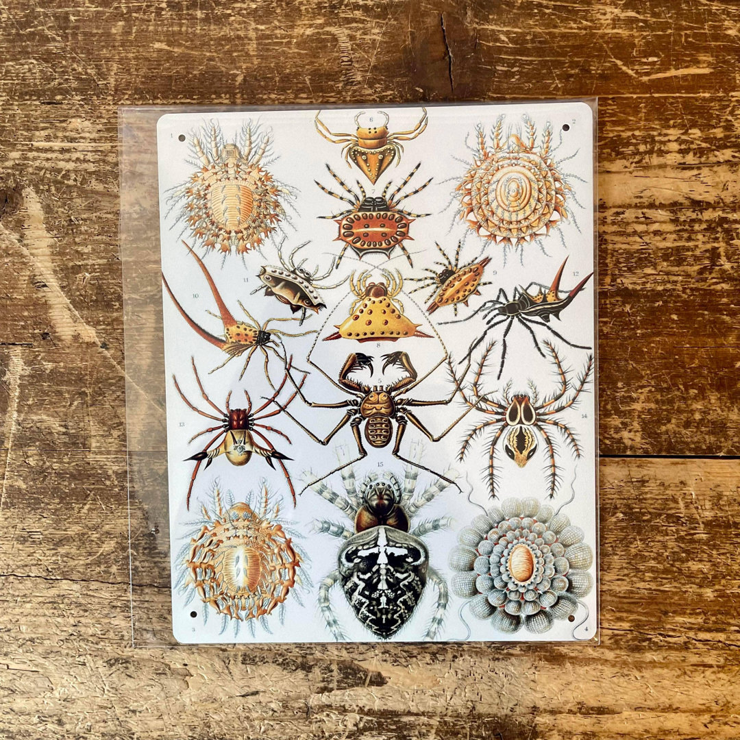 Wanddekoration Ernst Haeckel Spider