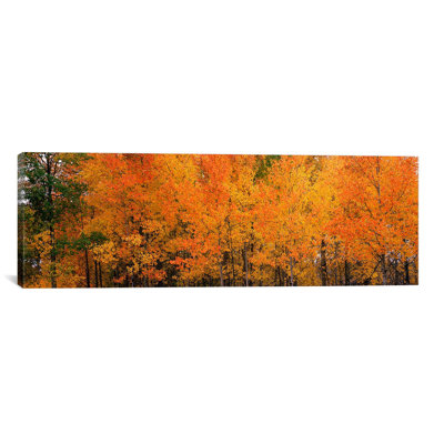 « forest, jackson, jackson hole, teton county, wyoming », reproduction de photo sur toile