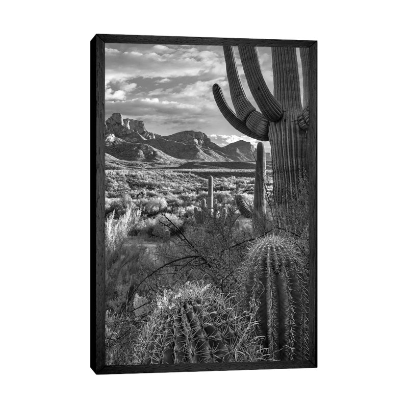 Saguaro And Barrel Cacti, Sant Catalina Mountains, Catalina State Park, Arizona by Tim Fitzharris - Print on Canvas