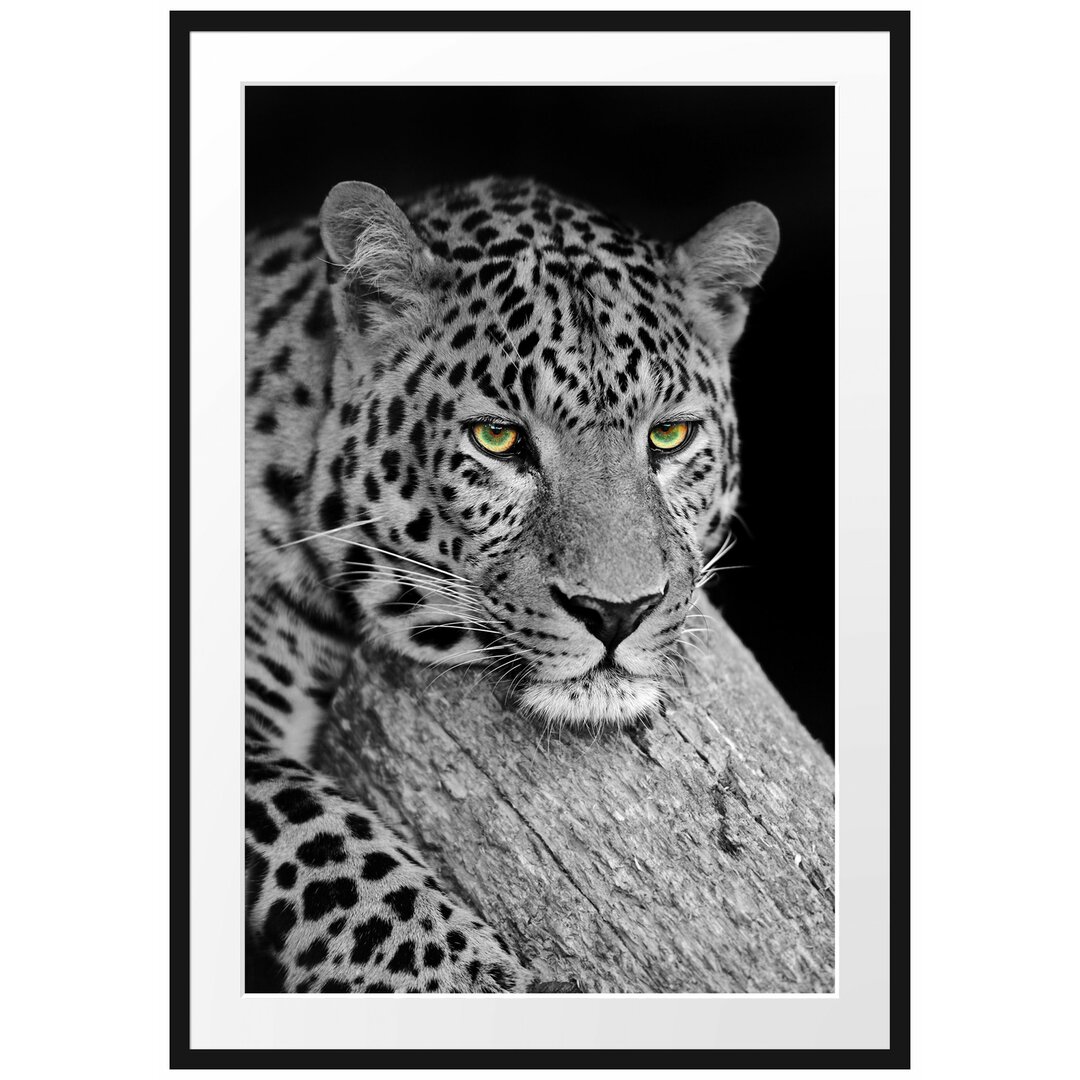 Gerahmtes Poster Ruhender Leopard