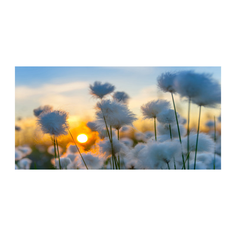 Cotton-grass - Wrapped Canvas Print
