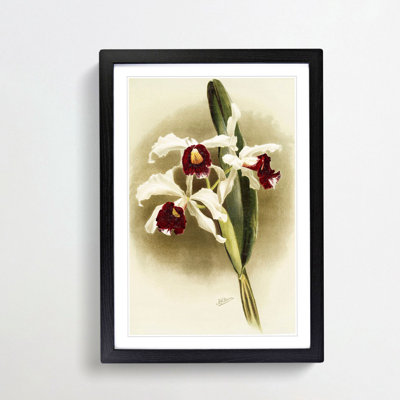 Magnolia Flowers Illustration Tab. 25 by Frederick Sander - Picture Frame Painting Print