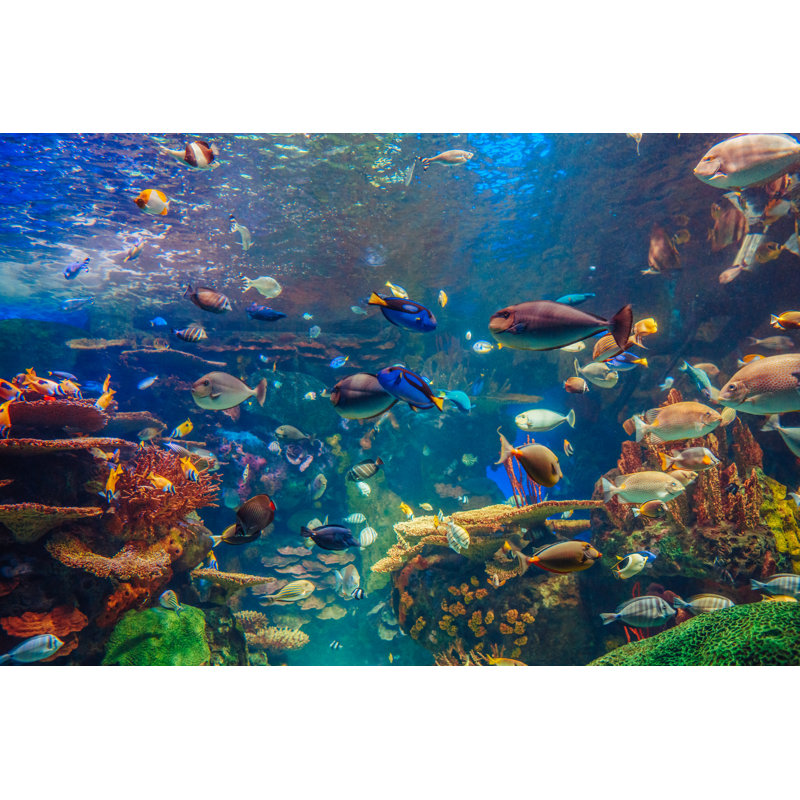 Tropical Fishes - Wrapped Canvas Print, 20cm H x 30cm W x 3.8cm D