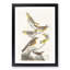 A Collection of Birds by John Audubon - Framed Print-55457834-55457839