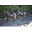 Paire de jeunes chevaux très détaillés, poulains et statues en bronze, taille: 56 po x 50 po x H 47 po