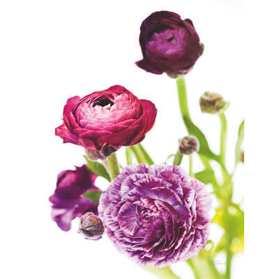 Printemps Ranunculus VI sur toile par Laura Marshall