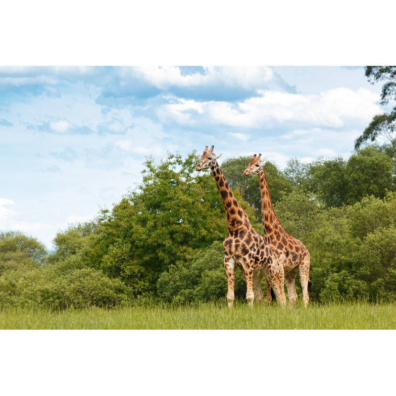 Giraffes by Chekyfoto - Wrapped Canvas Print, 30cm H x 46cm W