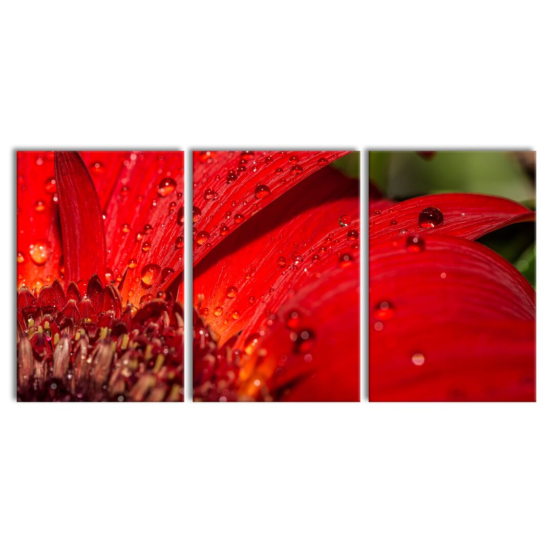 3-tlg. Leinwandbilder-Set Dew Drops on Red Flower